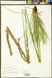 Liatris laevigata image