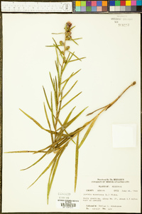 Liatris squarrosa image