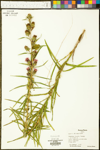 Liatris hirsuta image