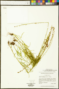 Liatris microcephala image