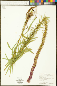 Liatris lancifolia image