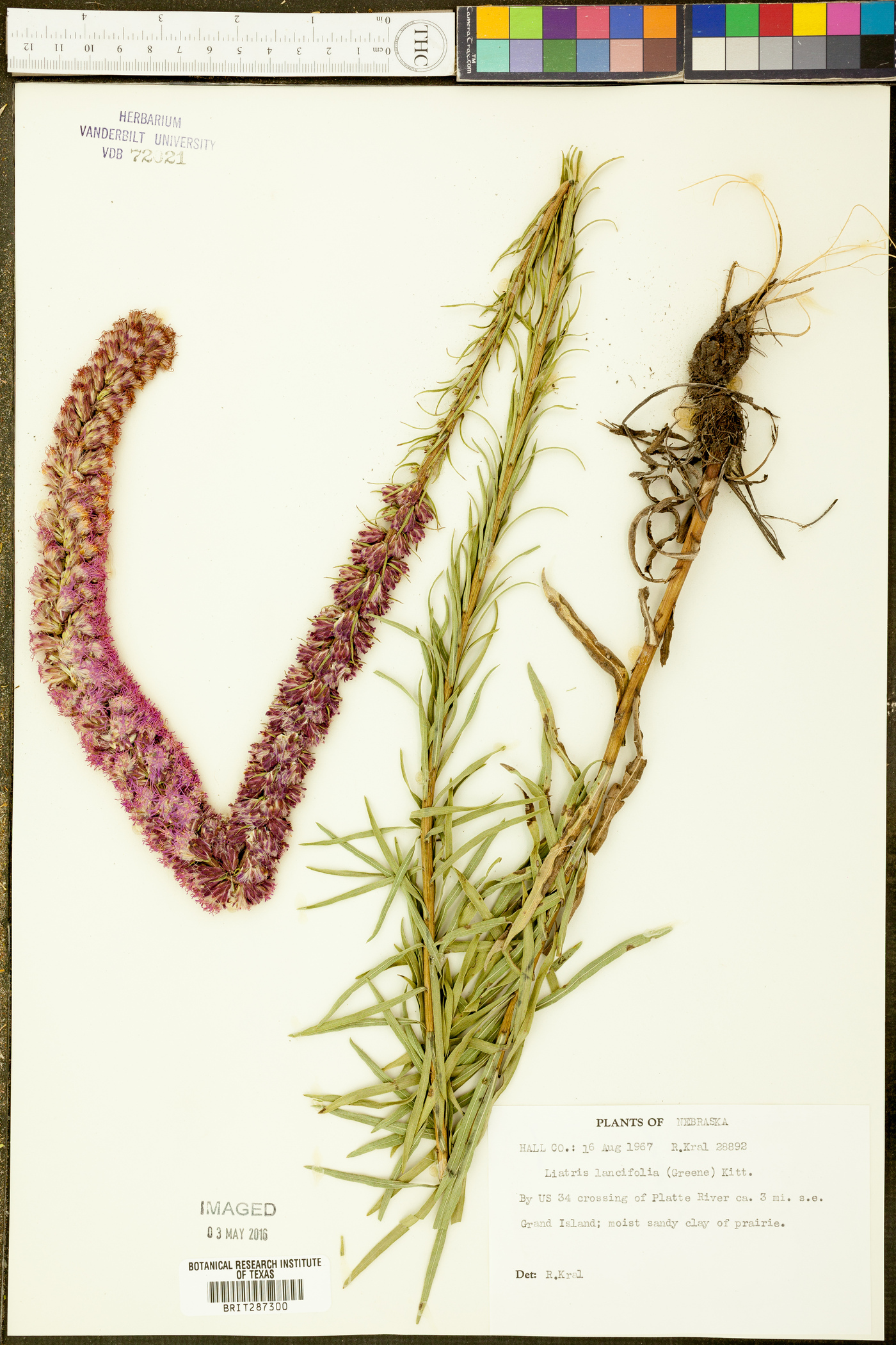 Liatris lancifolia image