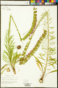 Liatris pauciflora image