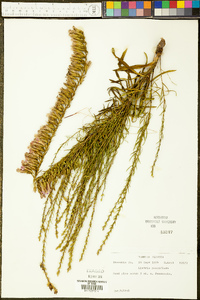 Liatris pauciflora image