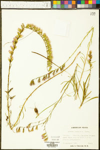 Liatris pauciflora image