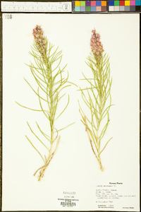 Liatris mucronata image