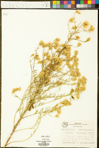 Brickellia eupatorioides var. chlorolepis image