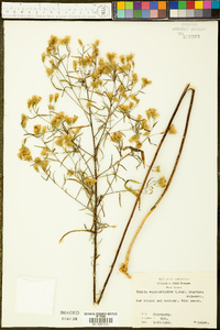 Kuhnia eupatorioides var. ozarkana image