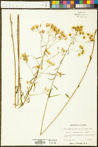 Kuhnia eupatorioides var. floridana image
