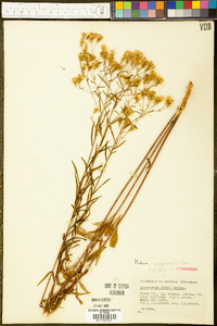 Kuhnia eupatorioides image