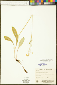 Krigia biflora image