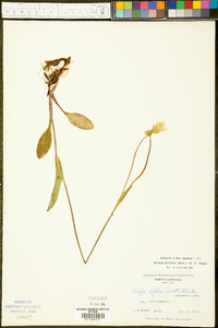 Krigia biflora image