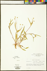 Krigia cespitosa f. cespitosa image