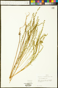 Iva microcephala image