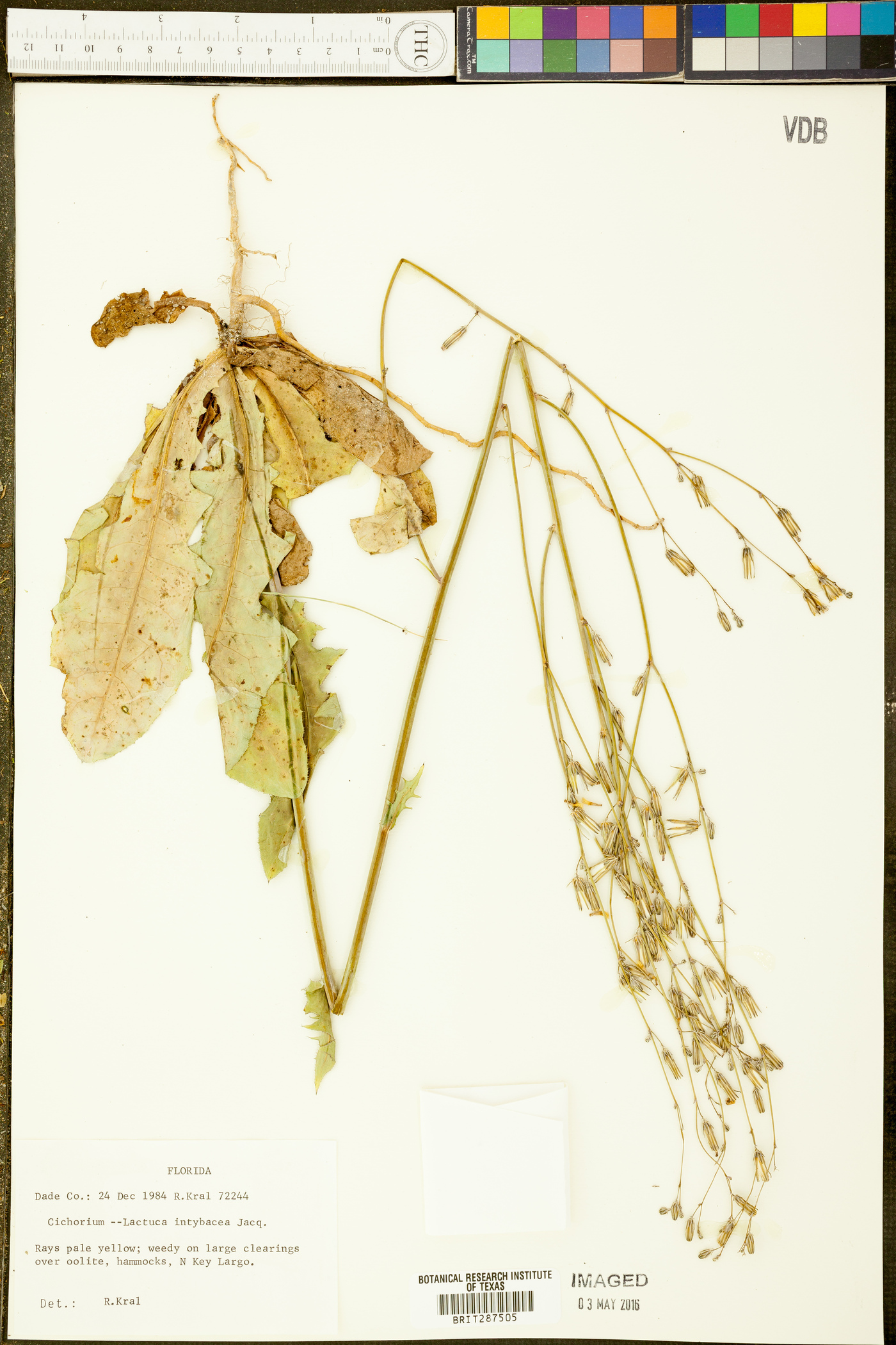 Lactuca intybacea image