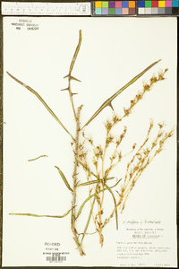 Lactuca saligna image