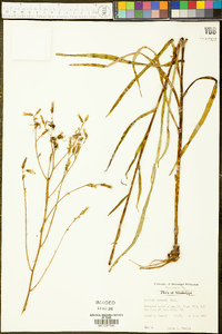 Lactuca hirsuta image