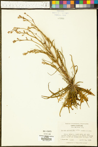 Lactuca graminifolia image