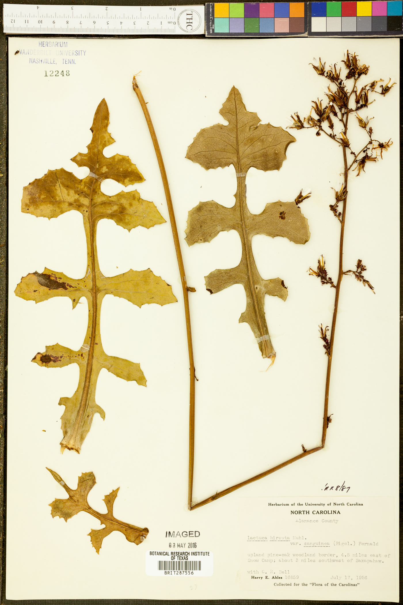 Lactuca hirsuta var. sanguinea image