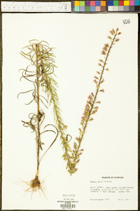 Liatris gracilis image