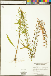 Liatris gracilis image