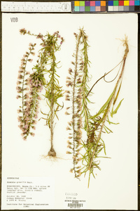 Liatris gracilis image