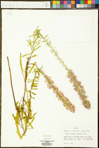 Liatris elegans image