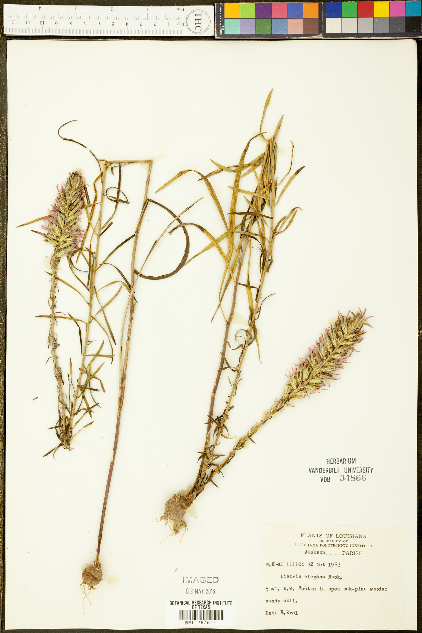 Liatris elegans image