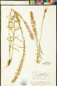 Liatris elegans image