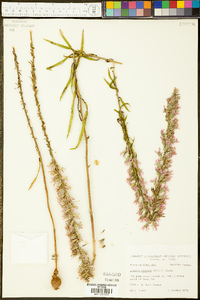 Liatris elegans image