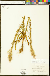 Liatris elegans image