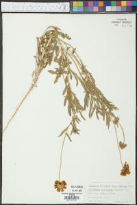 Gaillardia pulchella var. pulchella image