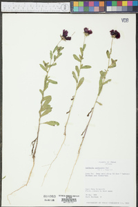 Gaillardia amblyodon image