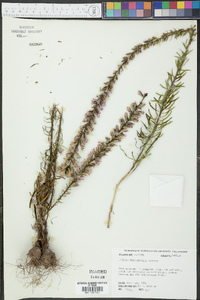 Liatris provincialis image