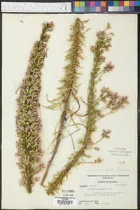 Liatris provincialis image