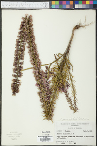 Liatris provincialis image