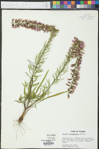 Liatris provincialis image