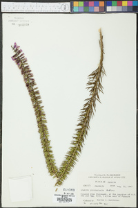 Liatris provincialis image