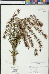 Liatris provincialis image