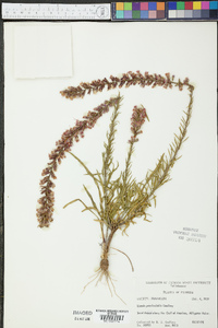 Liatris provincialis image