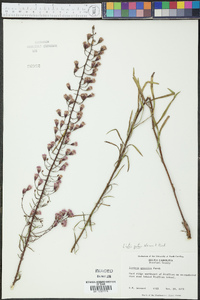 Liatris patens image