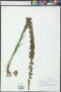 Liatris punctata image