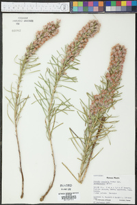 Liatris punctata image