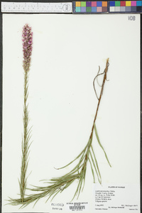 Liatris pycnostachya image