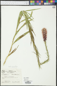 Liatris pycnostachya image