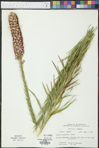 Liatris pycnostachya image