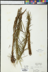 Liatris pycnostachya image