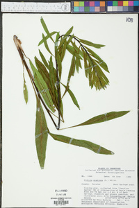 Liatris scariosa image