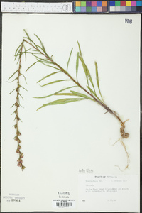 Liatris turgida image