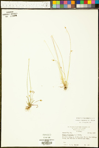 Krigia virginica image